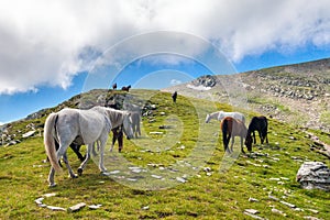 Herd of horses in the mountain