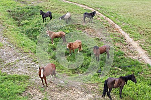 Herd of horses on a mountain pasture