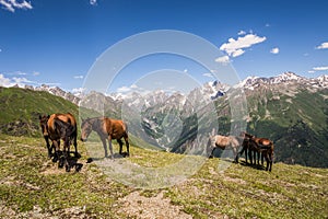Herd of horses in the mountains