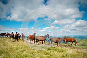 A herd of horses in the mountains