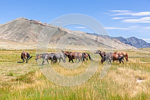 Herd of horses on mountains meadows of mongolian Altai