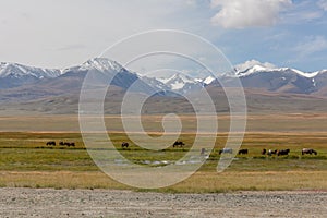 Herd of horses on mountains meadows of mongolian Altai