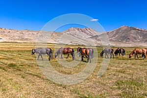 Herd of horses on mountains meadows of mongolian Altai