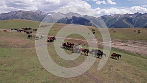 A herd of horses in mountains near a watering hole