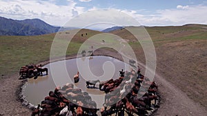 A herd of horses in mountains near a watering hole