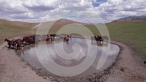 A herd of horses in mountains near a watering hole