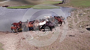 A herd of horses in mountains near a watering hole