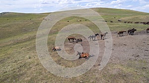 A herd of horses in mountains near a watering hole