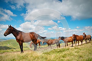 A herd of horses in the mountains