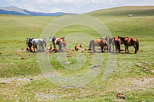 Herd of horses near Song Kul lake, Kyrgyzst