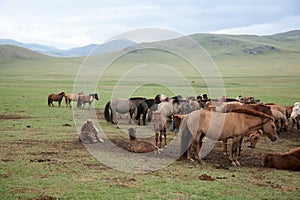 Herd of horses in Orkhon valley, Mongolia photo