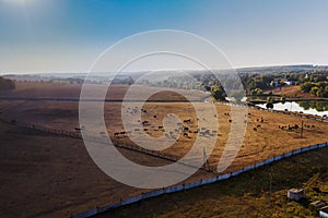 A herd of horses in a paddock in the fall among the fields - aerial photo