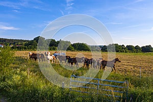 A herd of horses in the paddock