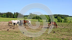 A herd of horses on a pasture