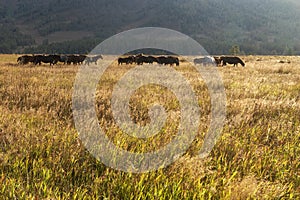 Herd of horses on a pasture