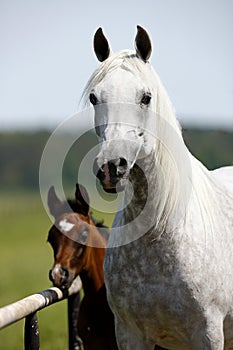 Herd of horses on pasture