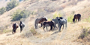 Herd of horses in the pasture in the fall