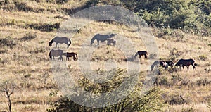 Herd of horses in the pasture in the fall