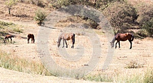 Herd of horses in the pasture in the fall