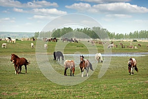 Herd of horses on the pasture