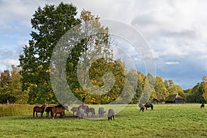 Herd of horses in pasture Lithuania