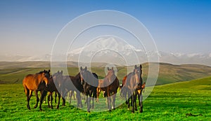 Herd of horses on a pasture in mountains