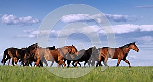 Herd of horses in the pasture rides on the beautiful background