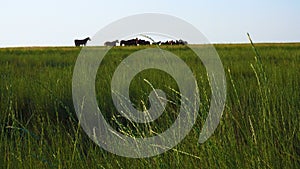 Herd horses on the pasture at steppe meadow