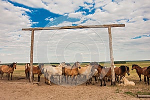 The herd of horses on the pasture