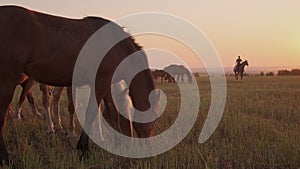 Herd of horses pasturing on meadow