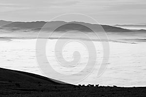 An herd of horses pasturing on top of a mountain, above a sea of