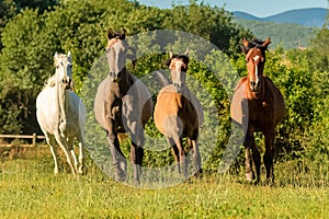 Herd of horses, purebreds running in a field photo