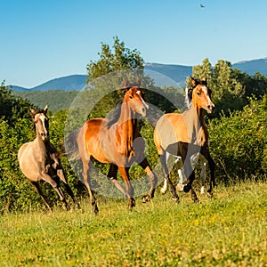 Herd of horses, purebreds running in a field photo