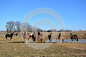 A herd of horses at the ranch water hole on a winter day.