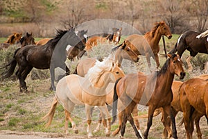 Herd of horses during roundup photo