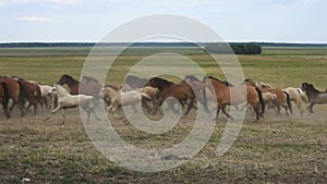 A herd of horses run across the field