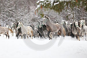 Herd of horses run across the field. A large herd of beautiful horses gallops across on pasture wintertime