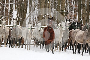 Herd of horses run across the field. A large herd of beautiful horses gallops across on pasture wintertime