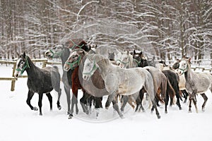 Herd of horses run across the field. A large herd of beautiful horses gallops across on pasture wintertime