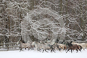 Herd of horses run across the field. A large herd of beautiful horses gallops across on pasture wintertime