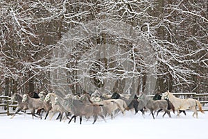 Herd of horses run across the field. A large herd of beautiful horses gallops across on pasture wintertime