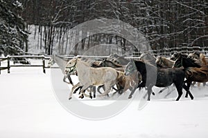 Herd of horses run across the field. A large herd of beautiful horses gallops across on pasture wintertime