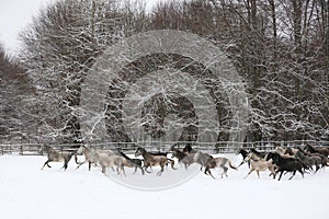 Herd of horses run across the field. A large herd of beautiful horses gallops across on pasture wintertime