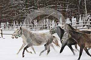 Herd of horses run across the field. A large herd of beautiful horses gallops across on pasture wintertime