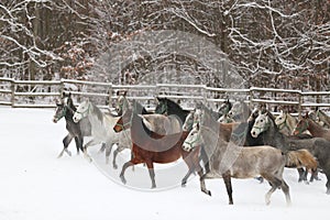 Herd of horses run across the field. A large herd of beautiful horses gallops across on pasture wintertime