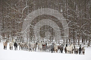 Herd of horses run across the field. A large herd of beautiful horses gallops across on pasture wintertime