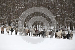 Herd of horses run across the field. A large herd of beautiful horses gallops across on pasture wintertime