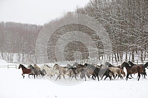 Herd of horses run across the field. A large herd of beautiful horses gallops across on pasture wintertime