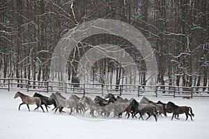 Herd of horses run across the field. A large herd of beautiful horses gallops across on pasture wintertime