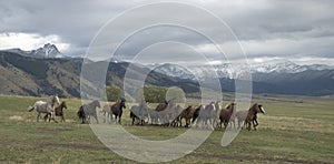 Herd of horses running across field